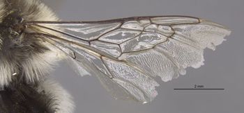 Media type: image;   Entomology 15667 Aspect: Wing front